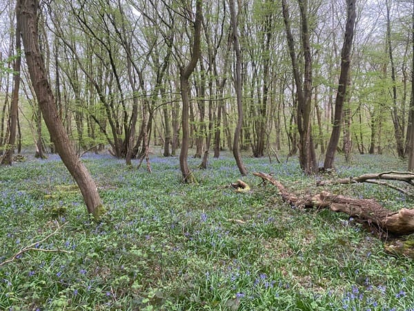 A photo of woods with trees and some bluebells